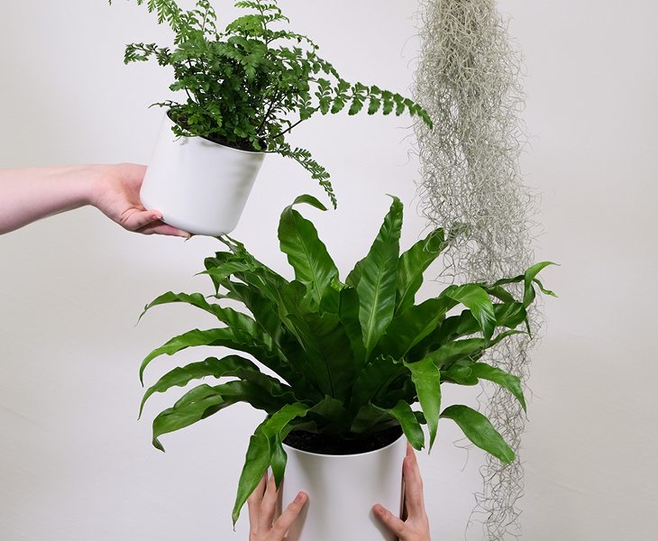 Selezione di tre piante per il bagno