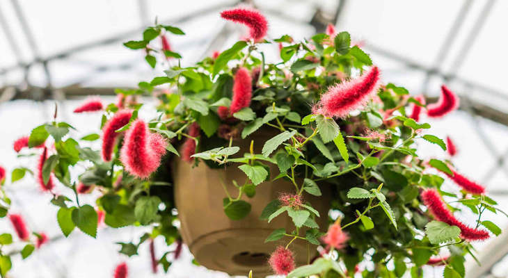 ceiling hanging planter with red flowers